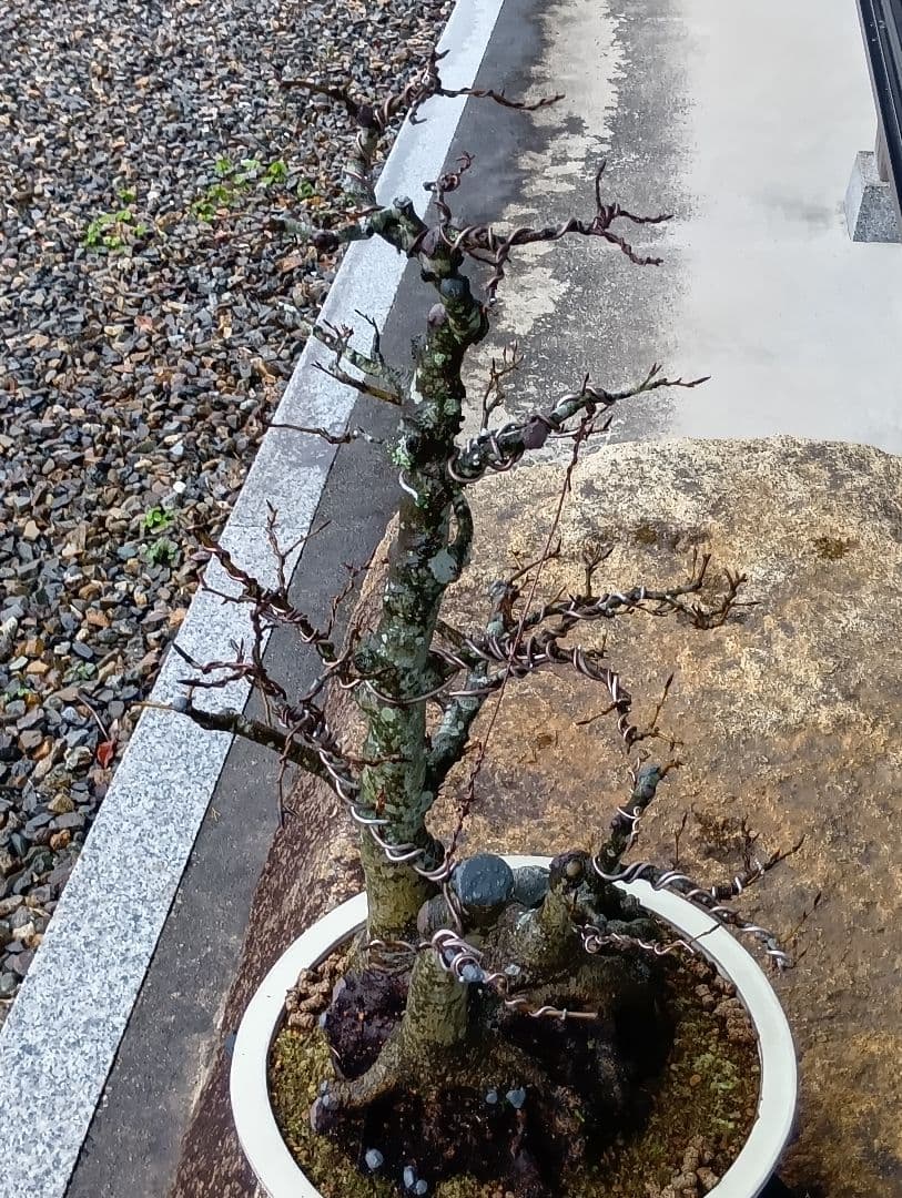 ブナ盆栽枯木 ‼️新年半額セール‼️ 37000円