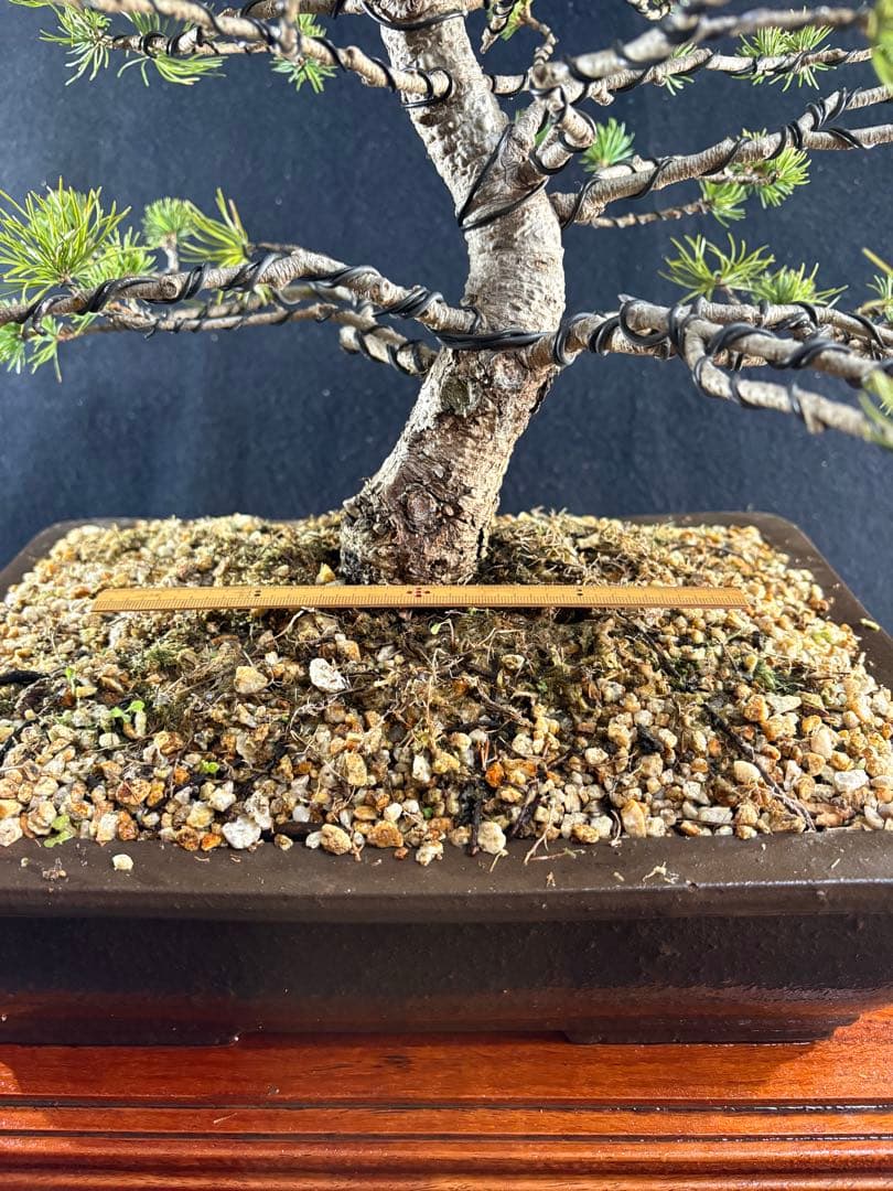 中品盆栽、赤石五葉松、模様木 目立った傷や汚れなし