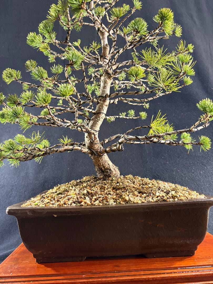 中品盆栽、赤石五葉松、模様木 目立った傷や汚れなし