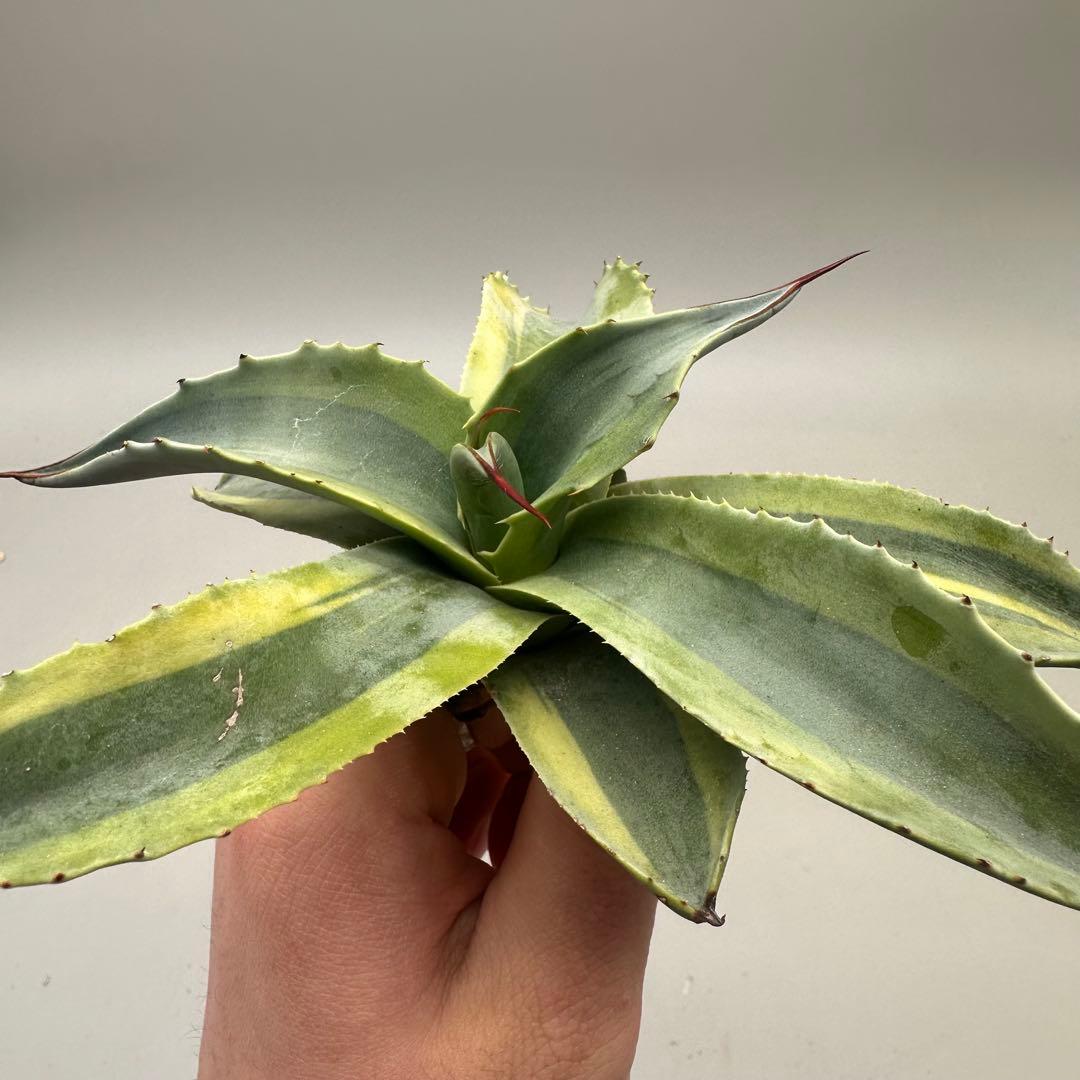 多肉植物・アガベ・チタノタ　オバティフォリア　オルカ　稀少株 激レア！