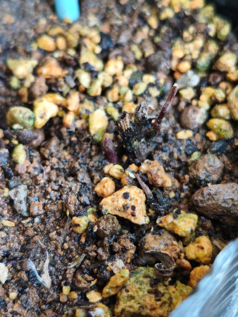 壺型クレマチス【押切】3.5寸苗　竹間園芸様育種株