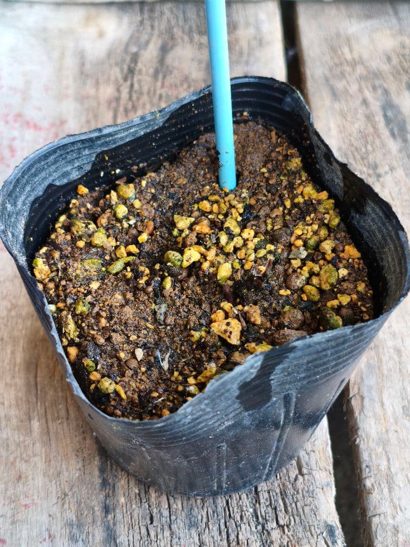 壺型クレマチス【押切】3.5寸苗　竹間園芸様育種株