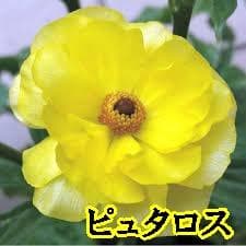 ぱるる　ラナンキュラス　ラックス　全6種類　　5号化粧鉢　　大苗