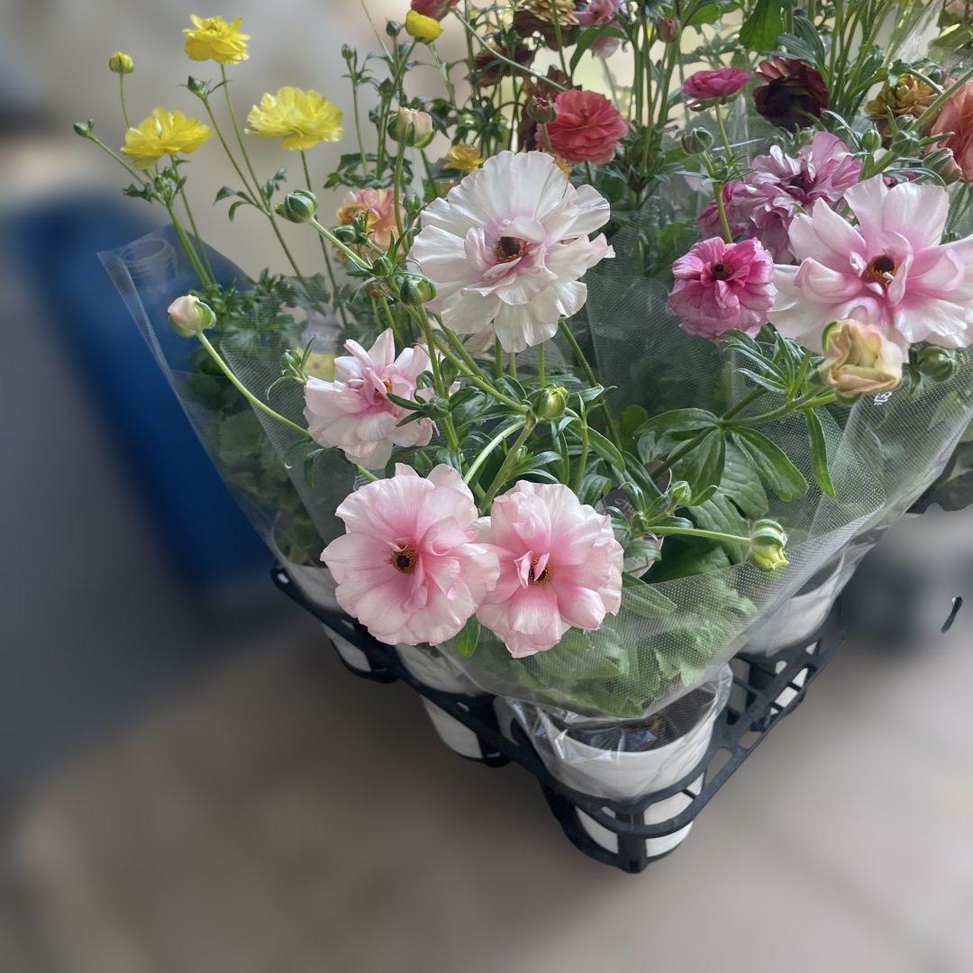 ぱるる　ラナンキュラス　ラックス　全6種類　　5号化粧鉢　　大苗