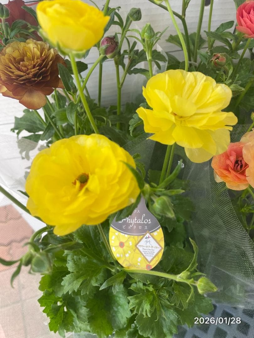 ぱるる　ラナンキュラス　ラックス　全6種類　　5号化粧鉢　　大苗