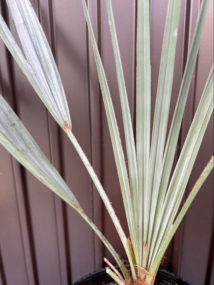 ブラヘア アルマータ W特白個体