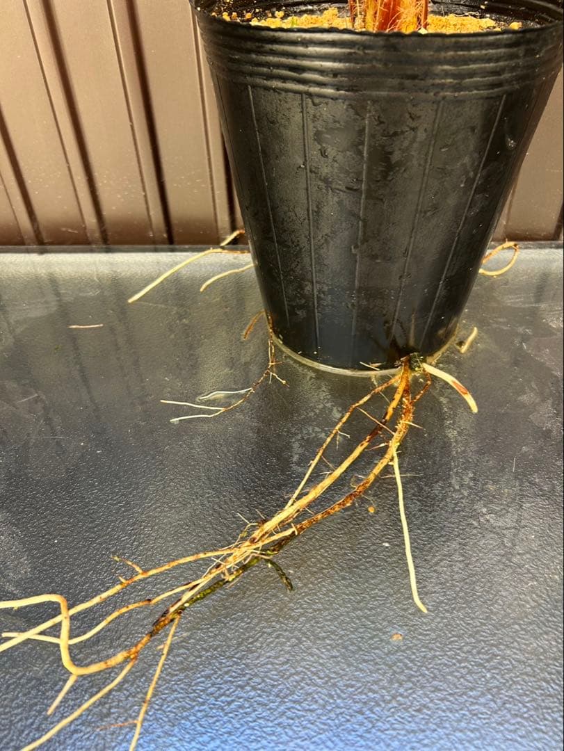 ブラヘア アルマータ W特白個体