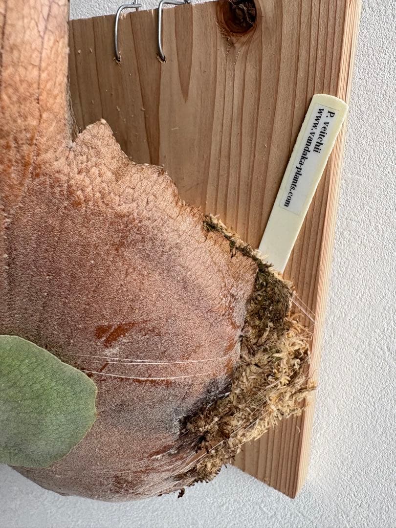 S*i様 親株P.veitchii vp由来　ビカクシダ　コウモリラン　ベイチー