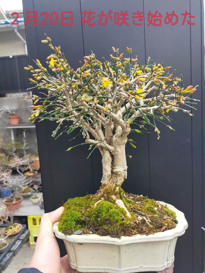 ミニ盆栽。黄梅ミニ盆栽です。