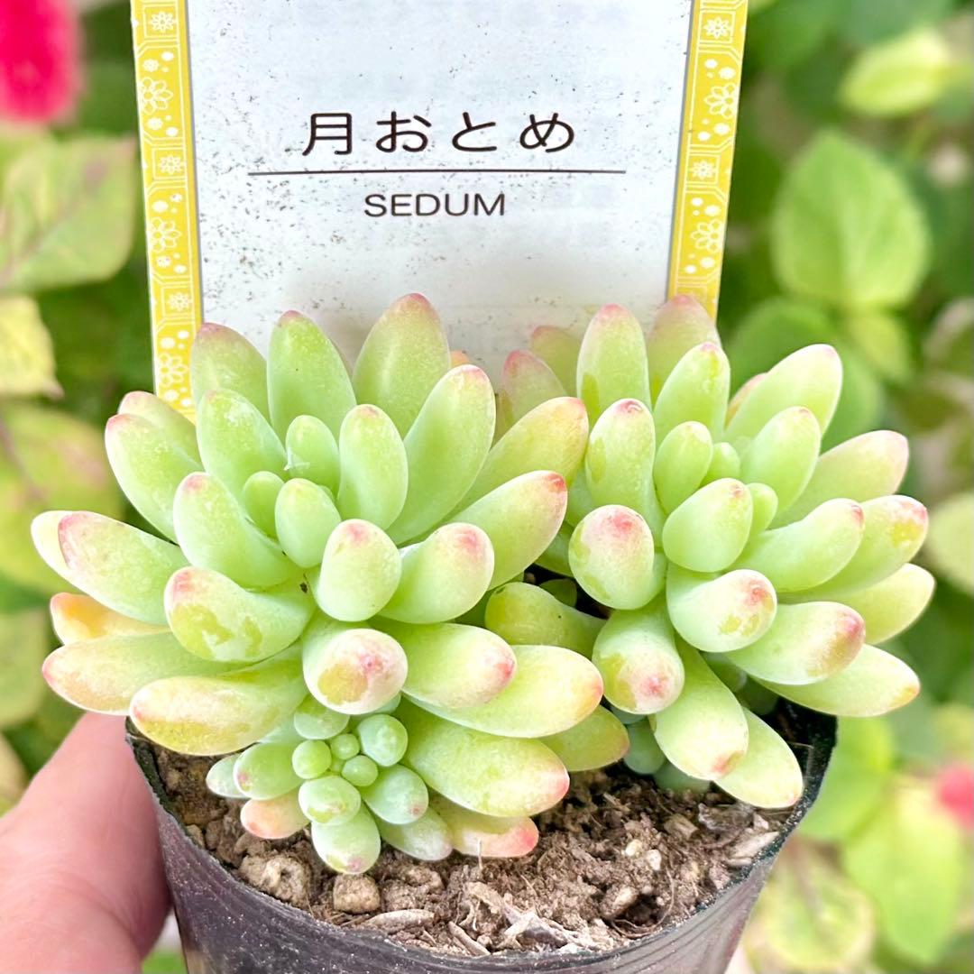 【全8種類@24000】雫ファーム オリジナルセダム (札付き)