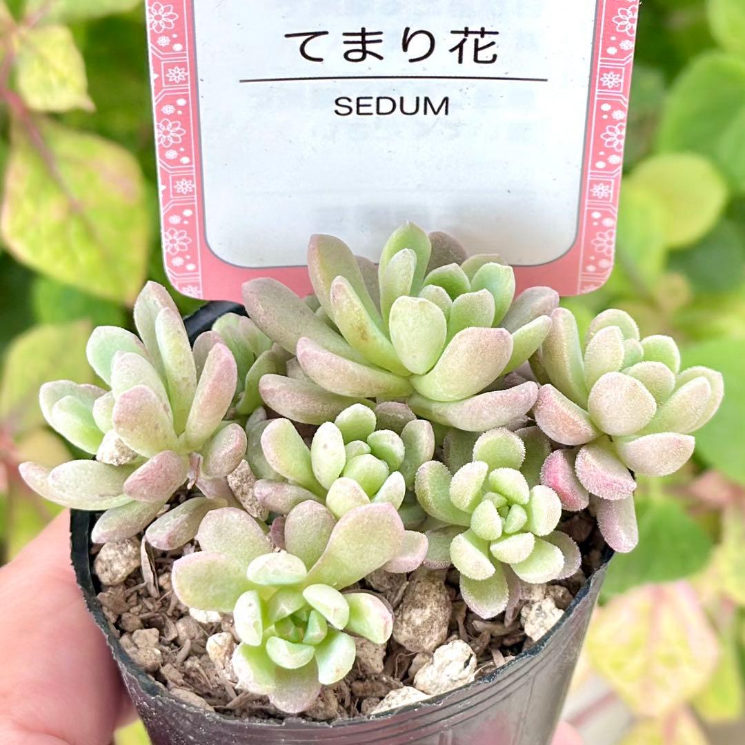 【全8種類@24000】雫ファーム オリジナルセダム (札付き)