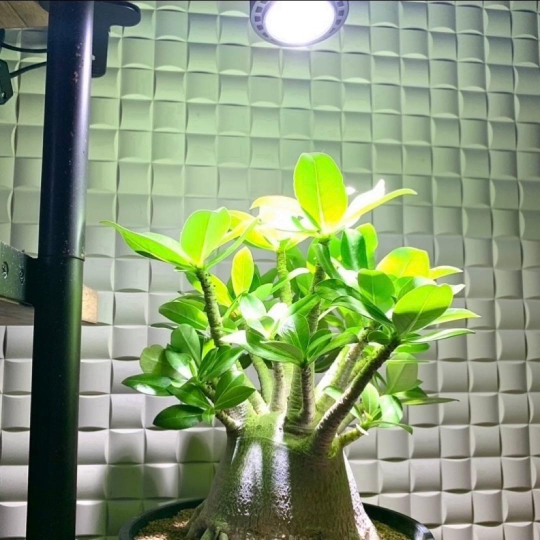 15W植物育成ライトGrowLight 6000K 2個　ライトクリップ2個