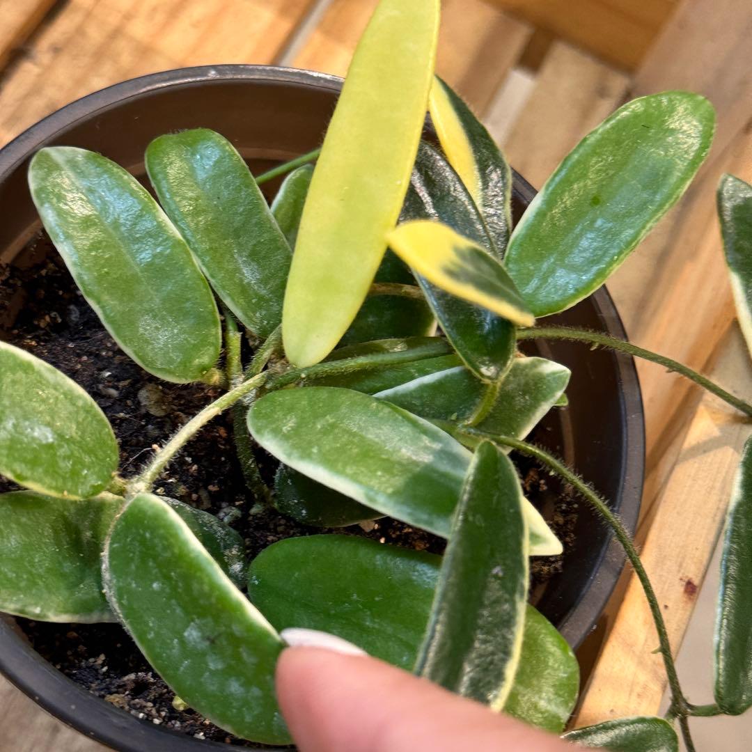 28 ホヤ　ライプリズム　‘Pink flower’外斑入り　 成長点多数