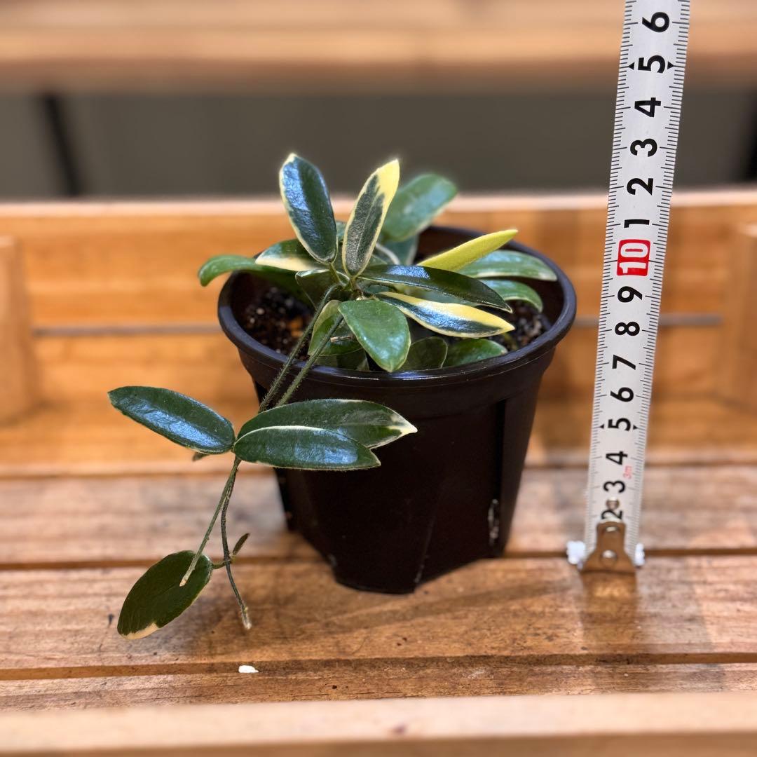 28 ホヤ　ライプリズム　‘Pink flower’外斑入り　 成長点多数