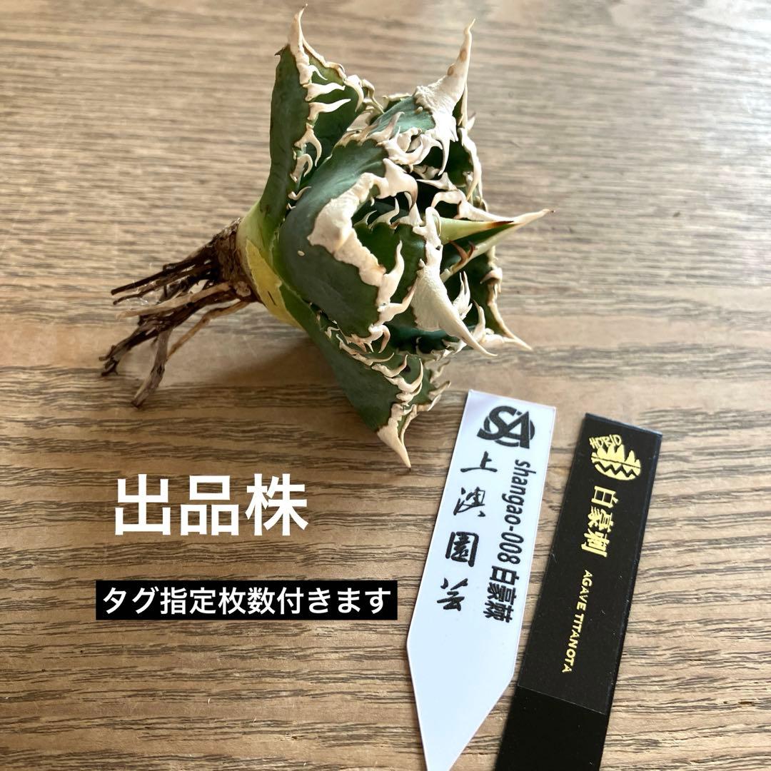 【初売り】57 匿名配送　選抜　太棘　特選　アガベ　チタノタ　白豪刺TC ①
