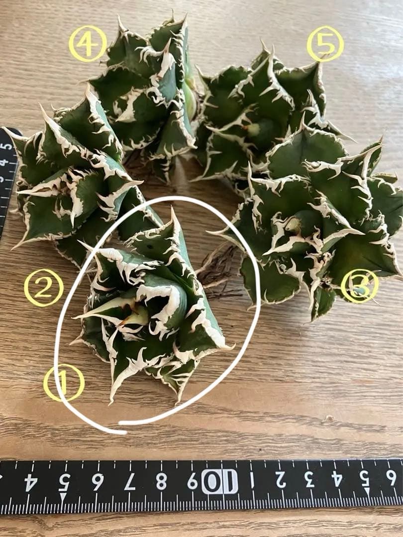 【初売り】57 匿名配送　選抜　太棘　特選　アガベ　チタノタ　白豪刺TC ①