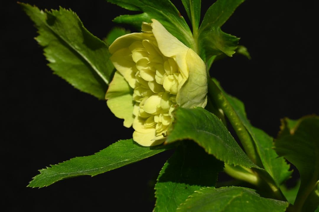 クリスマスローズ　認定！ 毬姫　加藤農園