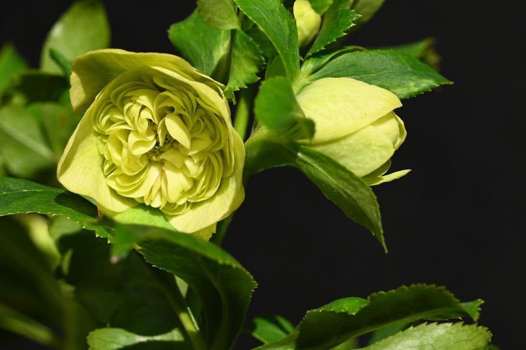 クリスマスローズ　認定！ 毬姫　加藤農園