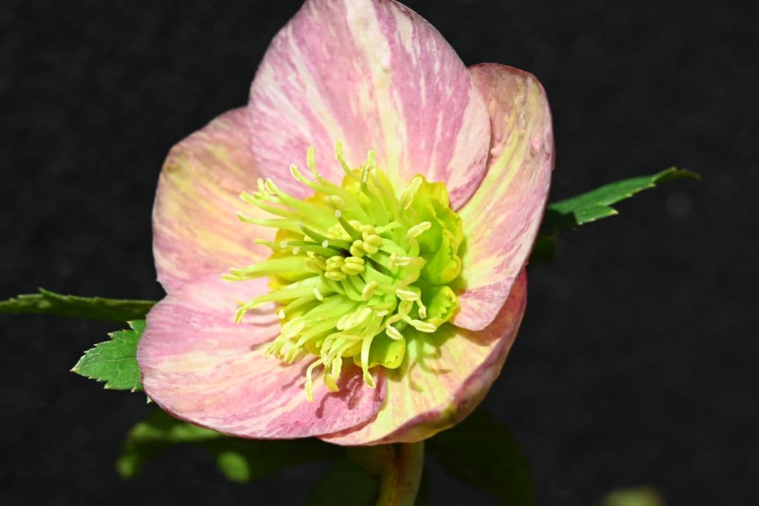 クリスマスローズ　認定絞り咲き　sd丸弁ソフトカップ咲き　加藤農園