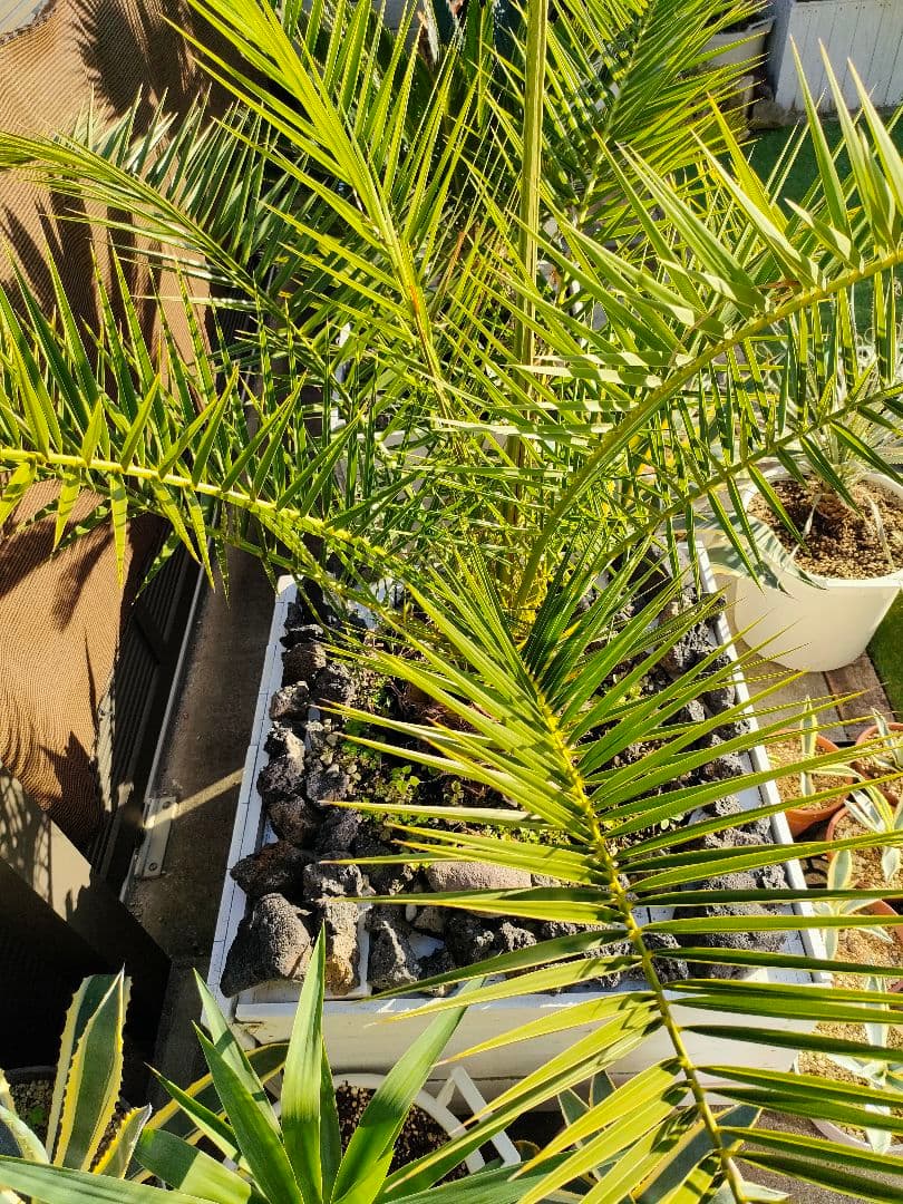 【手渡限定】カナリーヤシ