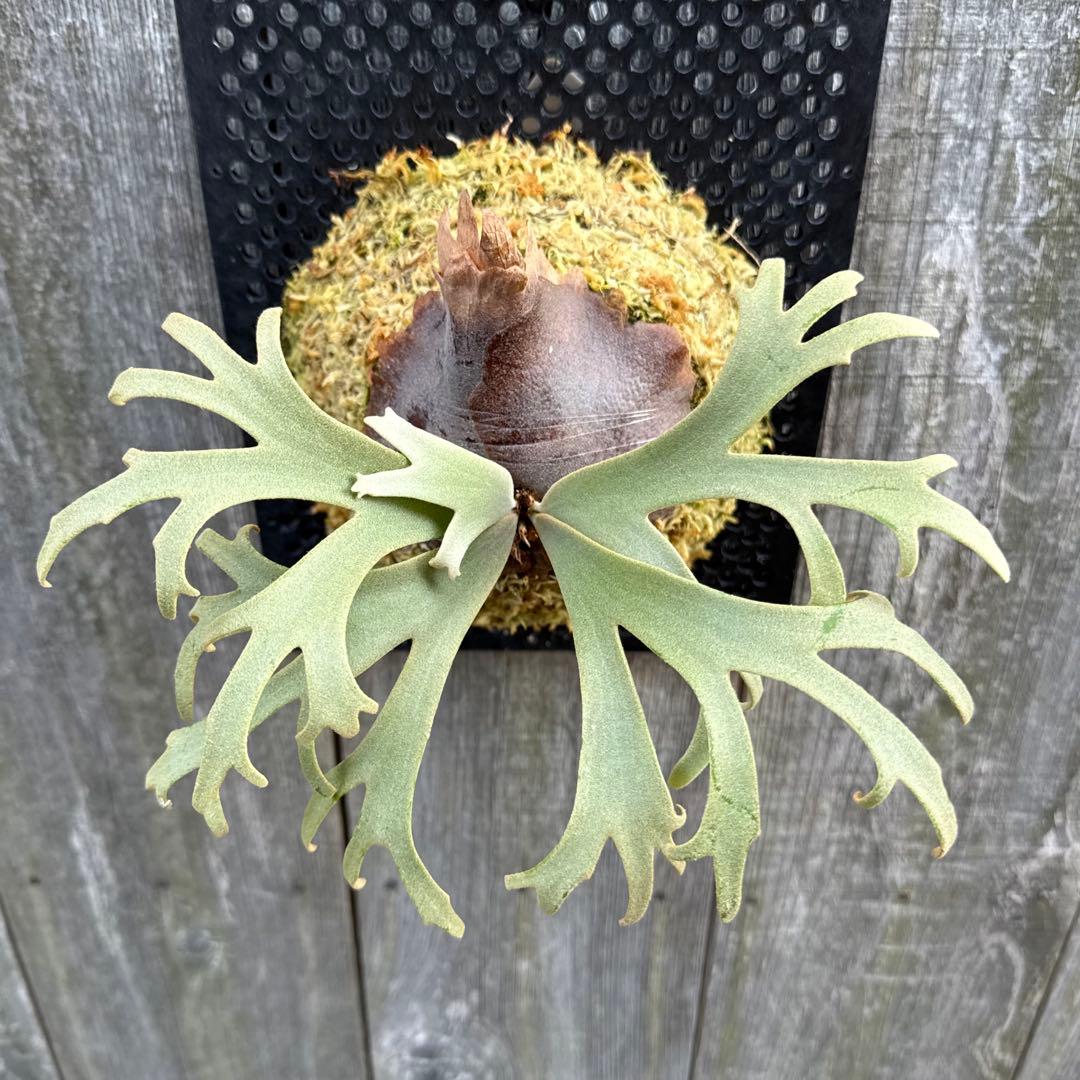 P. willinckii Jenny (pup) ビカクシダ