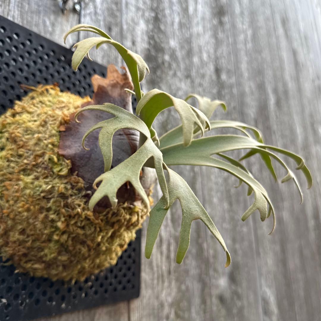 P. willinckii Jenny (pup) ビカクシダ