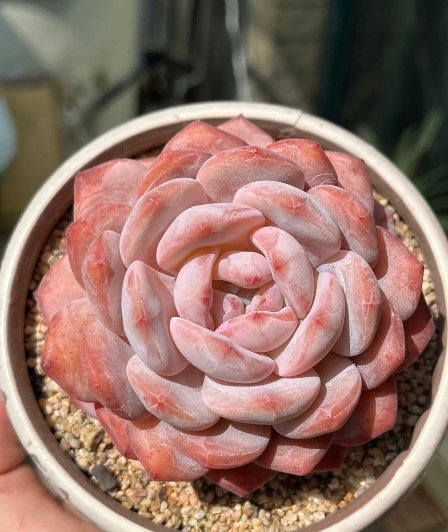 ピンク多肉植物 ロゼット型 直径約10cm