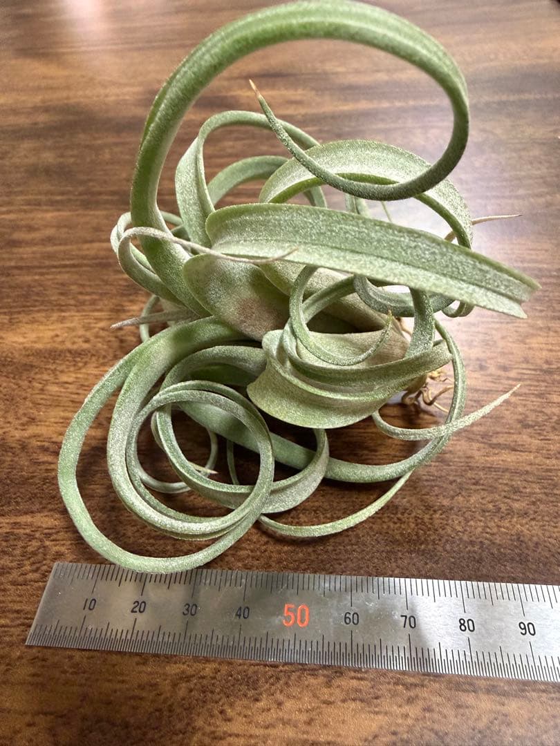 チランジア カーリースリム エアープランツ