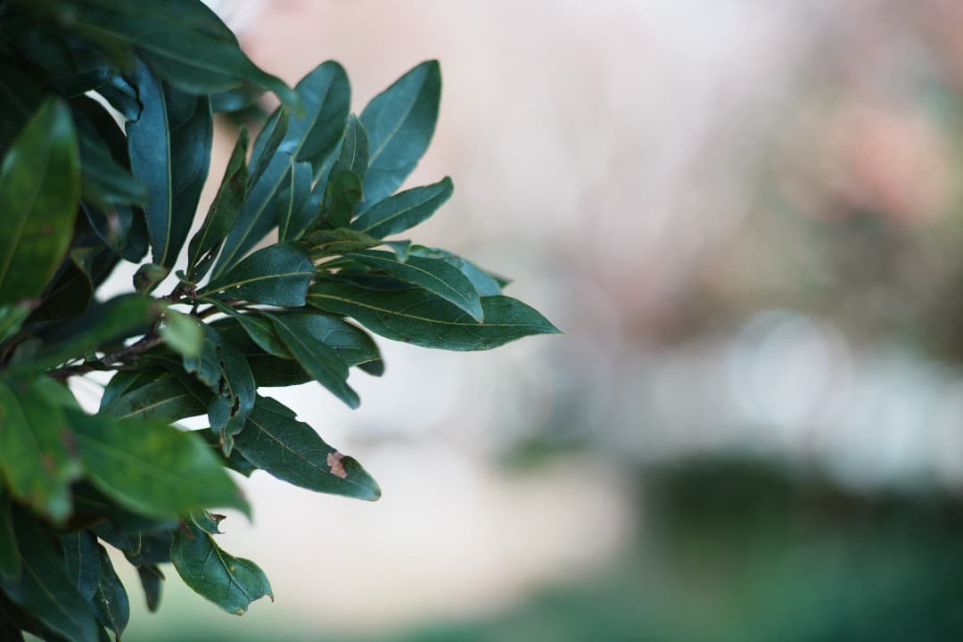 【極美品】オリンパス Zuiko Auto-T 100mm F2.8 814