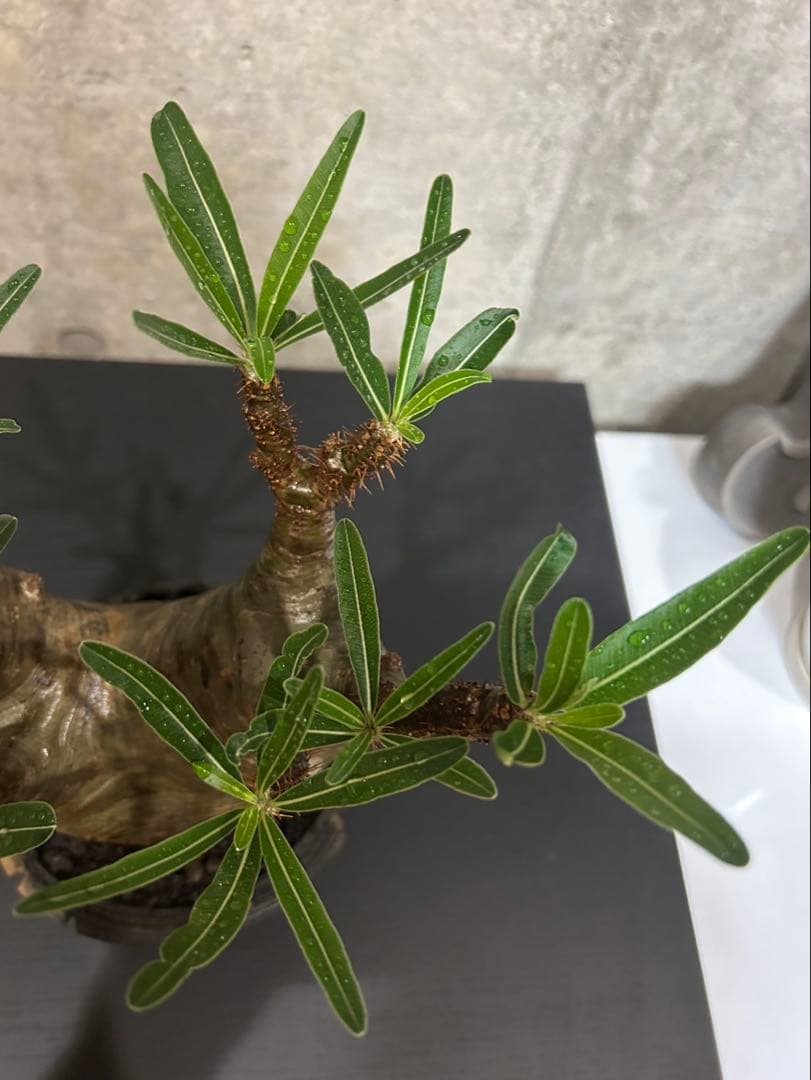 パキポディウム　グラキリス　発根済　現地球