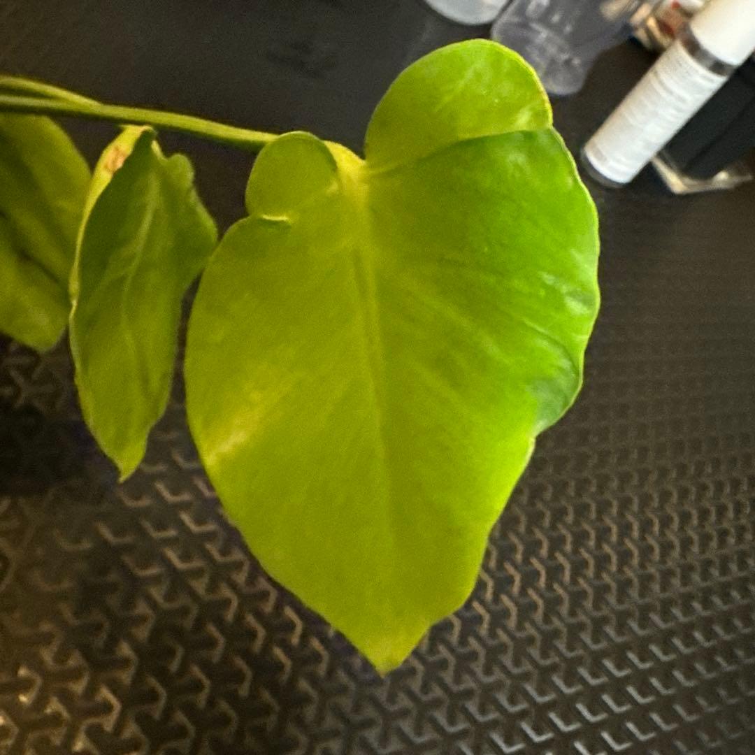 モンステラ　デリシオーサ　ミューテーション　奇形　グリーンオン？