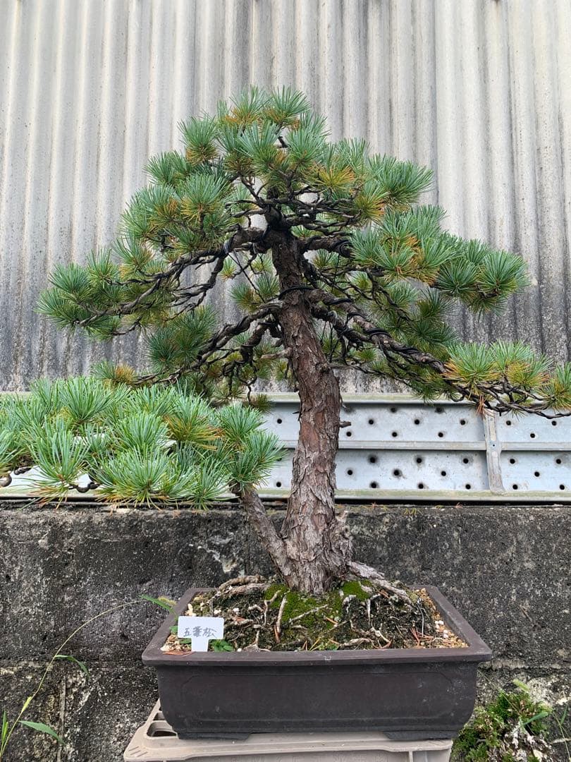 五葉松　双幹