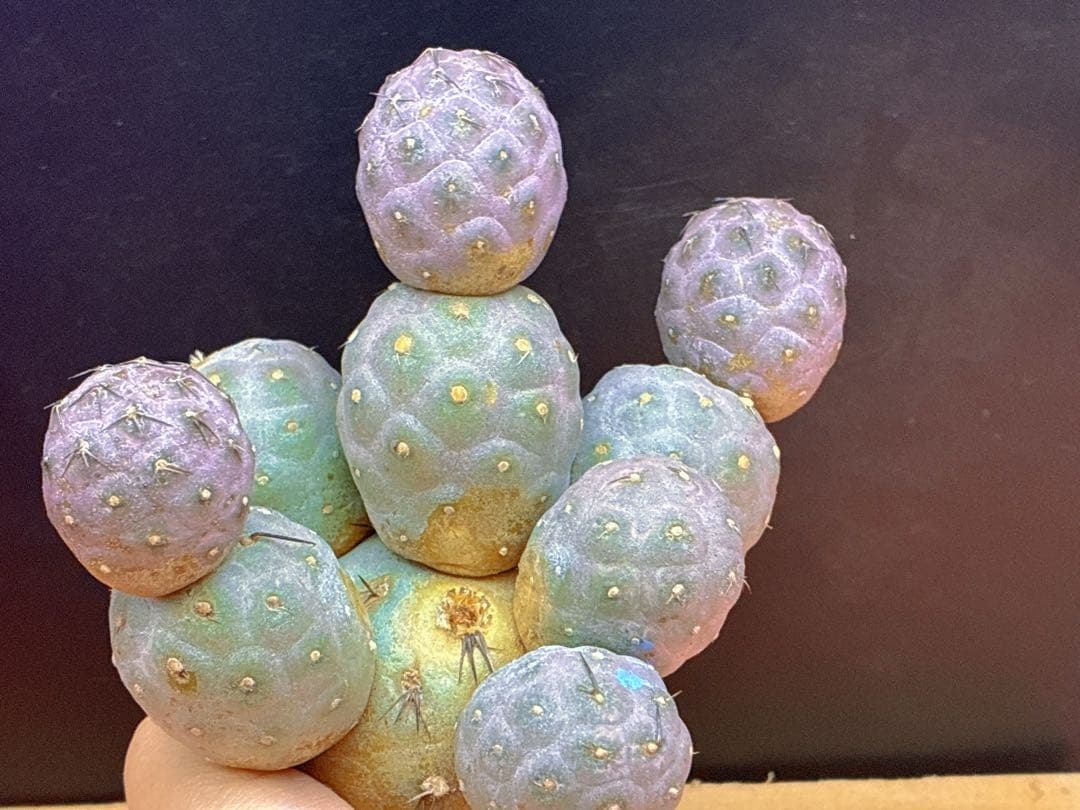 お*髭様 M-2047テフロカクタス ゲオメトリクスサボテン多頭ピンク色付き