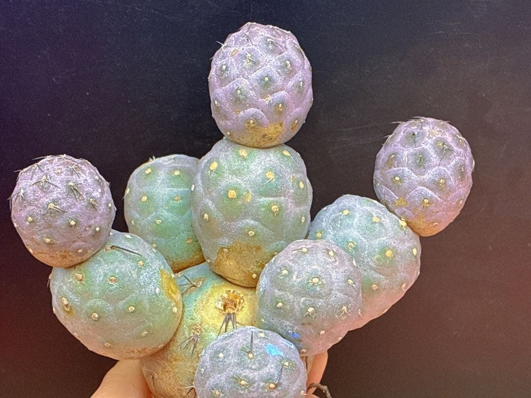 お*髭様 M-2047テフロカクタス ゲオメトリクスサボテン多頭ピンク色付き