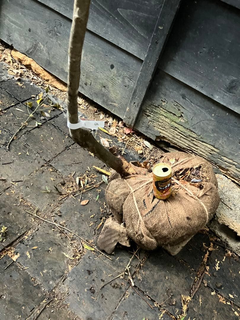 80 山採り　アオダモ