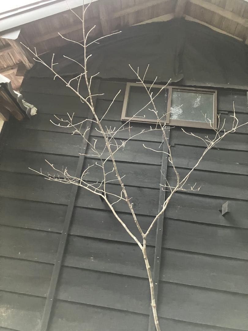 80 山採り　アオダモ