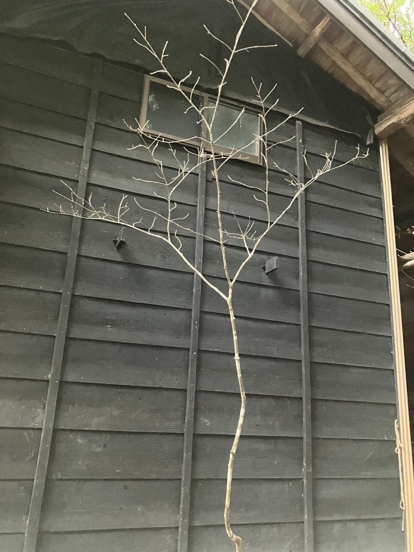 80 山採り　アオダモ