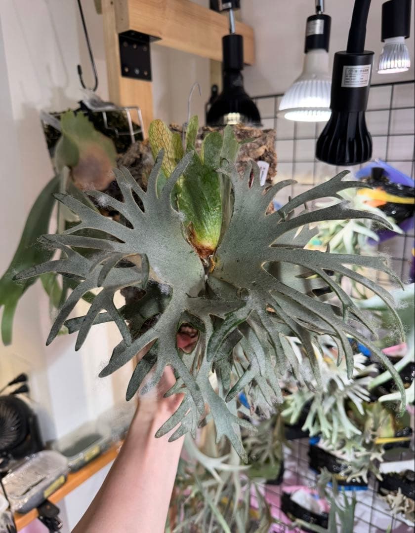 と*う様 エルブス　ウィリンキー　ビカクシダ　子株