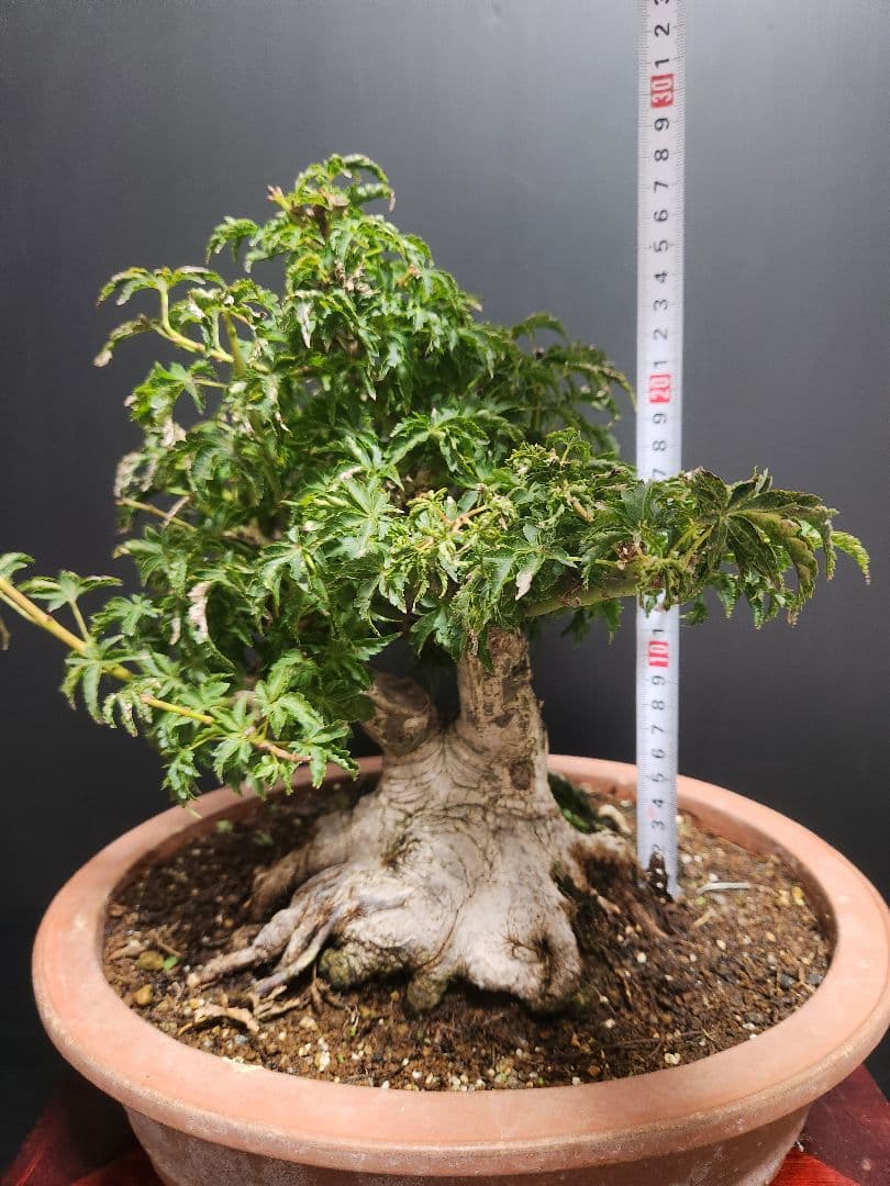 【お年玉価格】獅子頭 シシガシラ 獅子頭紅葉 獅子頭もみじ 盆栽 足元極太 双幹