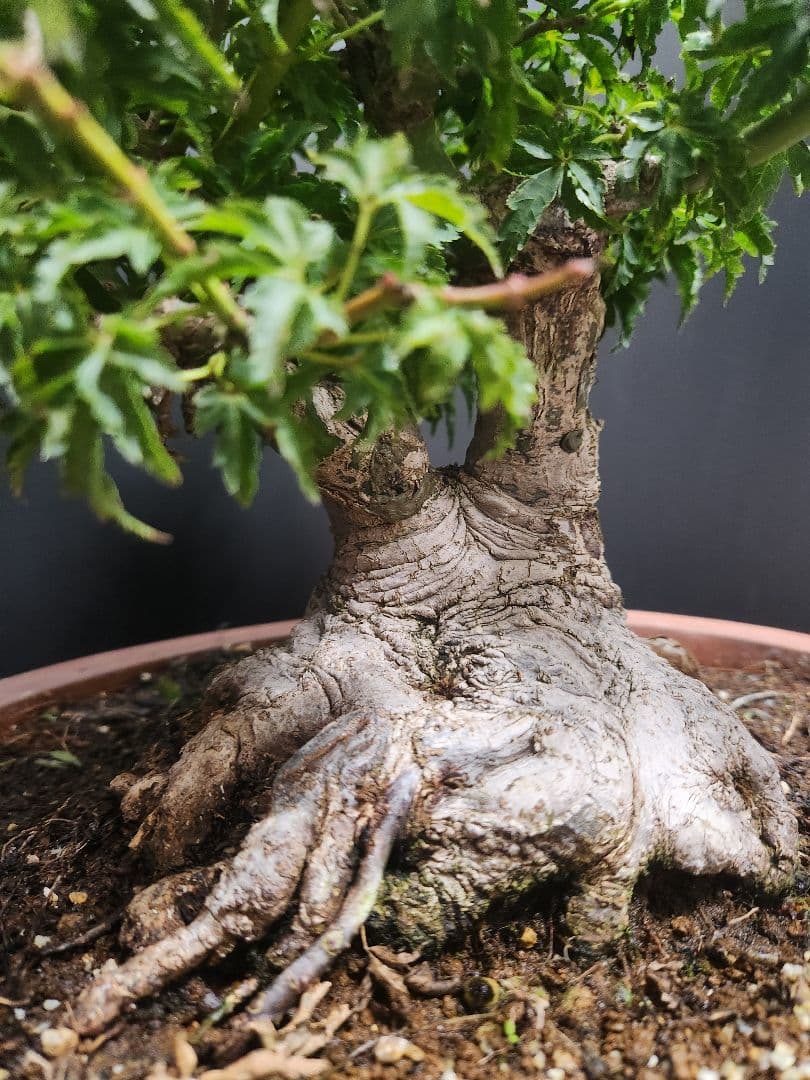 【お年玉価格】獅子頭 シシガシラ 獅子頭紅葉 獅子頭もみじ 盆栽 足元極太 双幹