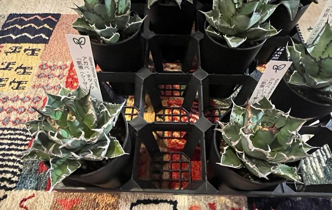 ワン太郎アガベ 9個セット販売 シーザー　パンダ　ライオンズメーン