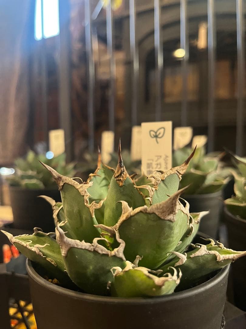 ワン太郎アガベ 9個セット販売 シーザー　パンダ　ライオンズメーン