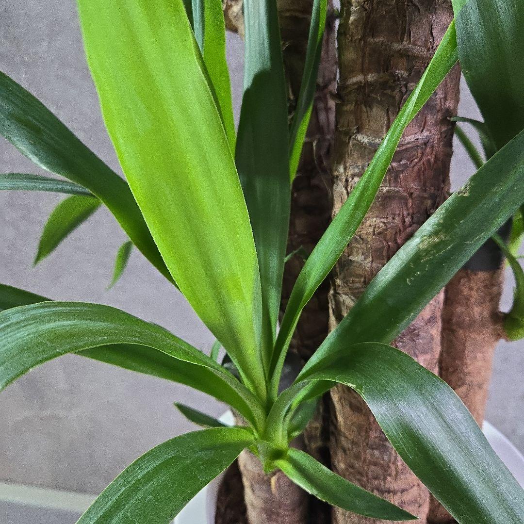 ⑱　ユッカ　エレファンテイペス　８号　特大苗木最高等級極上品‼️