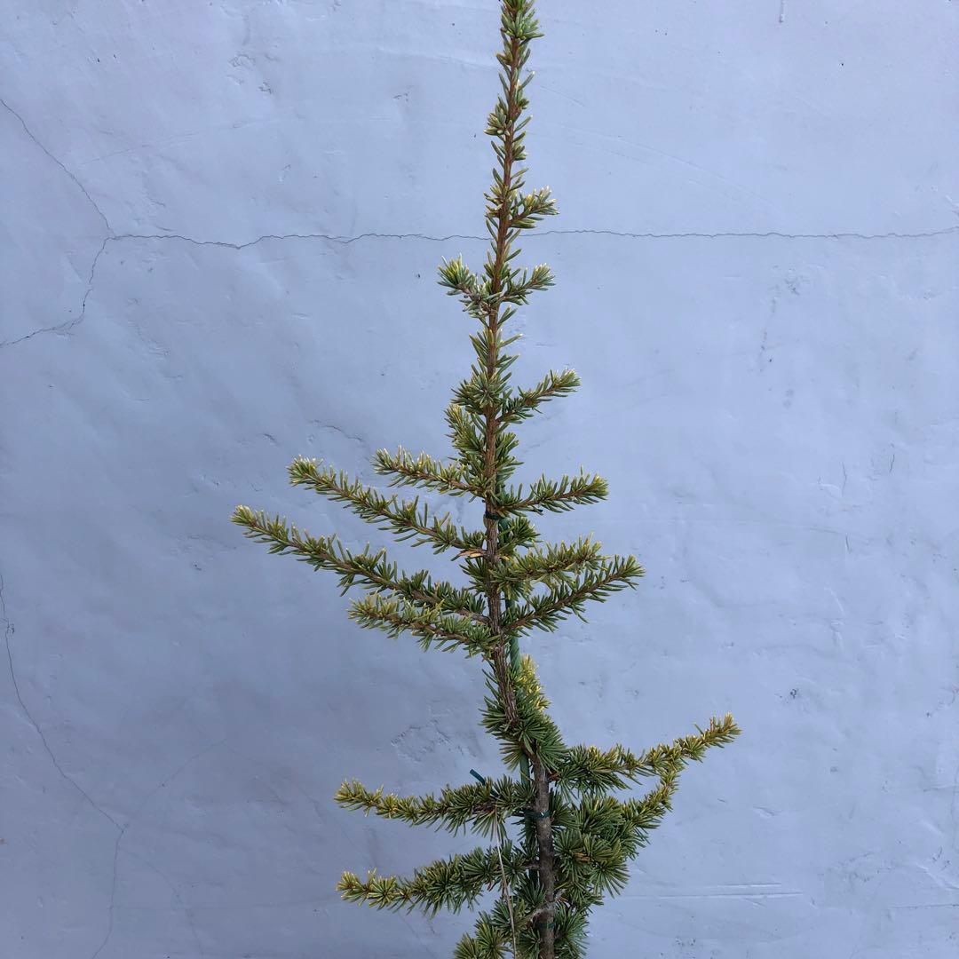 レバノンシーダー　オーレア