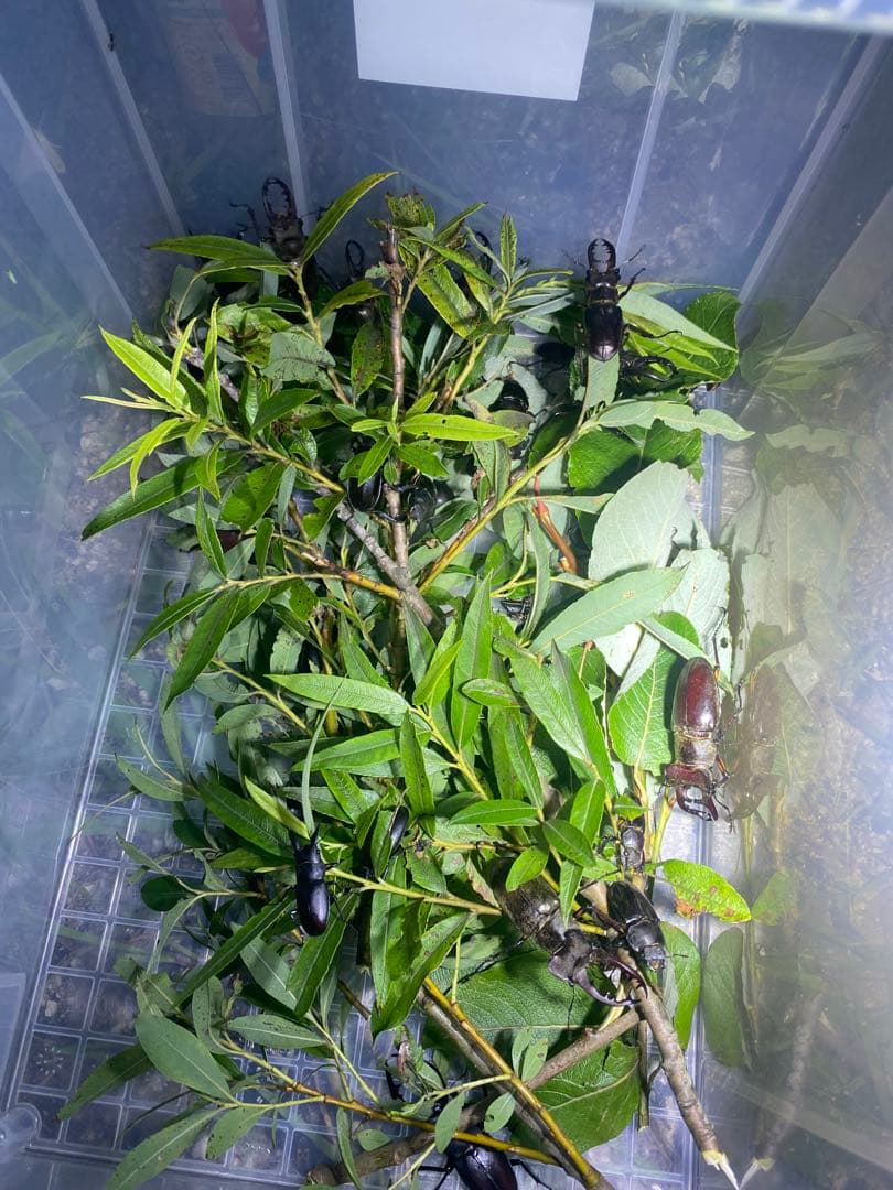 爆光 新品 強力 HID7インチ 100W程度　紫外線強化バルブ 灯火採集に！