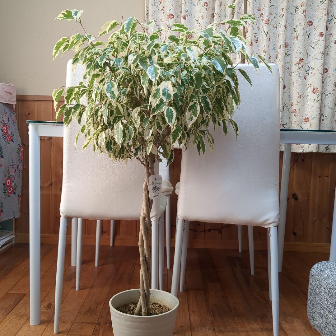 観葉植物　フィカスベンジャミナ・スターライトビューティークイーン　ねじり　7号