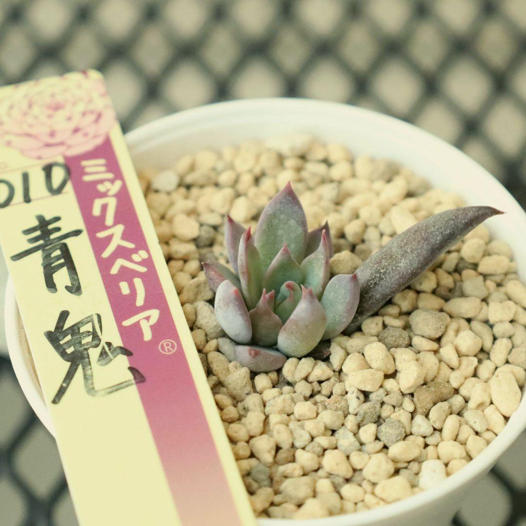 【おらいさん苗 】そわそわ、白玉美尼ほか10苗セット（多肉植物）