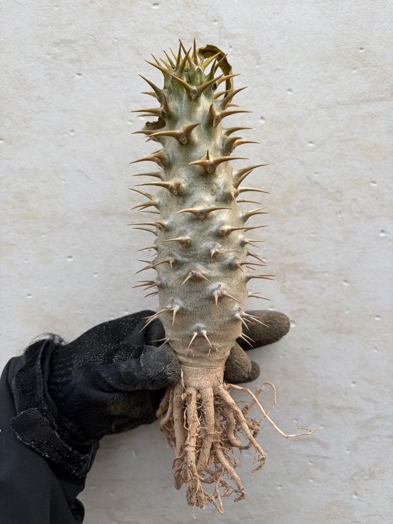 【極太】パキポディウム　アンボンゲンセ