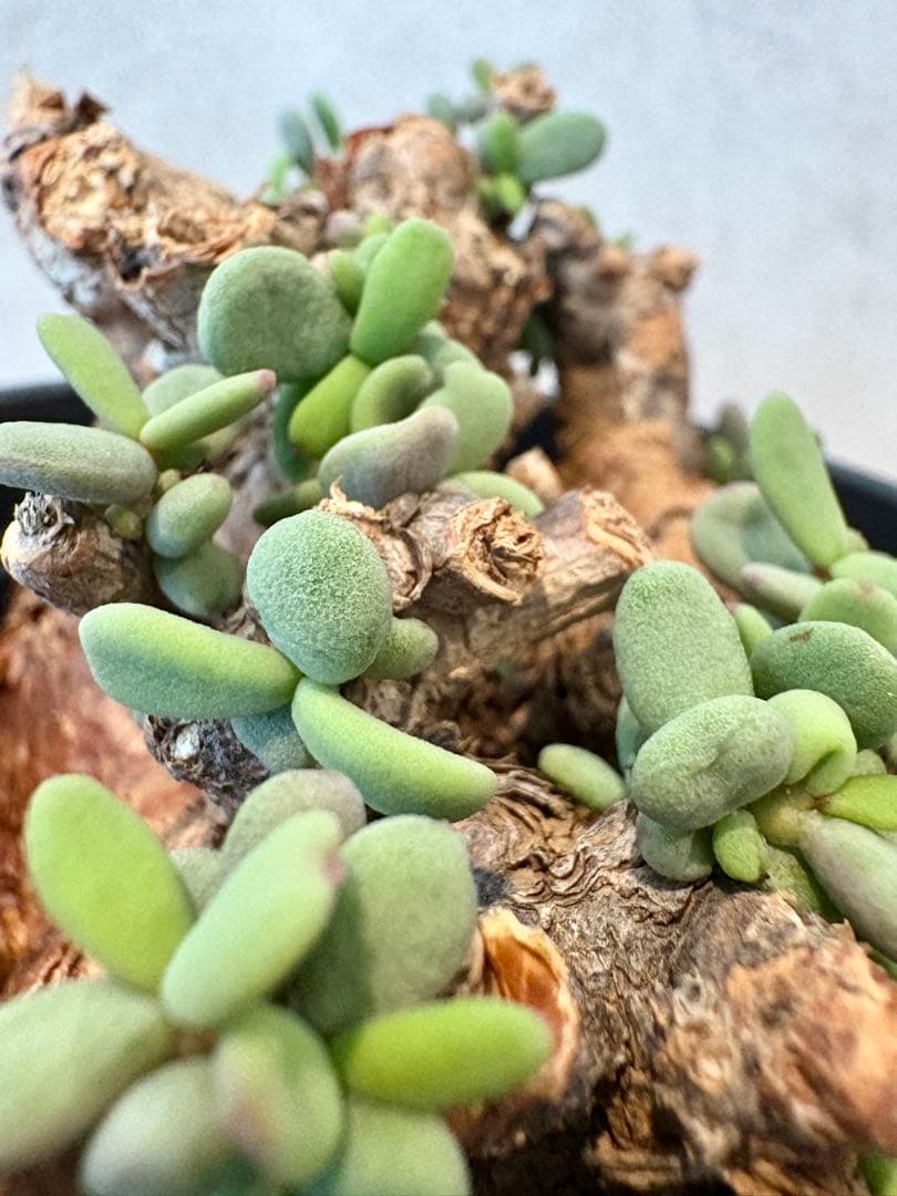 【大株】ケラリア　ピグマエア　現地球