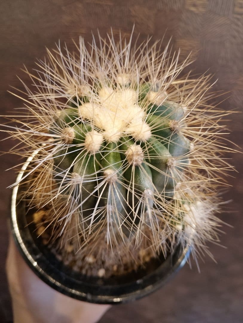 \"特選 特大\" コピアポア ・ クラインジアナ 雷血丸